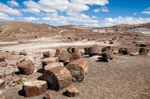 Petrified Forest