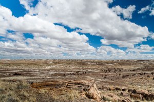 Petrified Forest