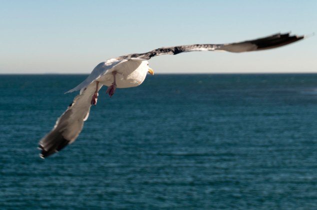 "Everytime I stare at the sky I know that I will fly" (Blanc Faces - Fly)