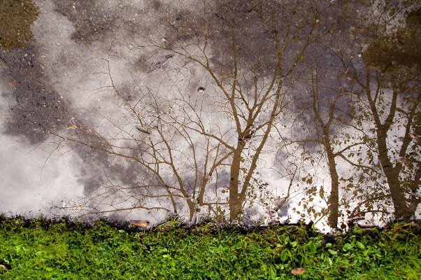 "The tree of life has many branches we're all connected, binded by love" (Ace Frehley - Immortal Pleasure)