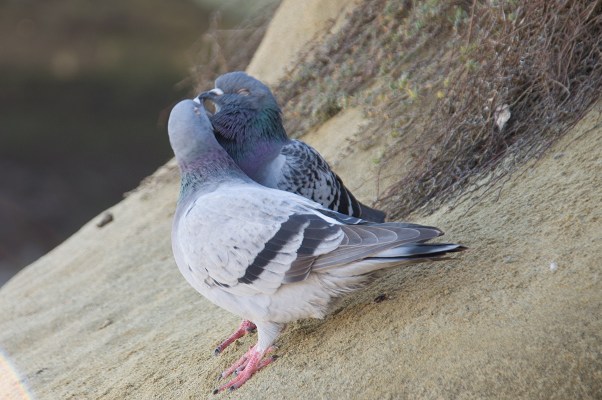 You know you've got to hold on to love if you wanna learn to forget your sorrow you've got to hold on to love like there's no tomorrow (Gary Moore - Hold on to love)